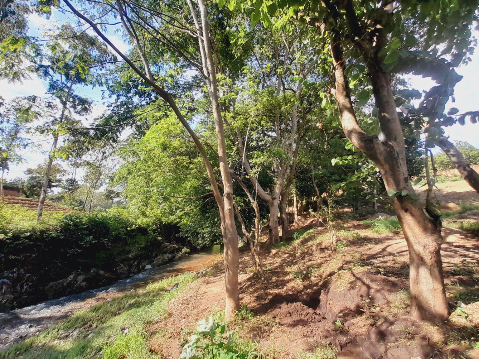 ANALYSIS | Deforested River Banks: Fueling Floods in Malawi ANALYSIS | Deforested River Banks: Fueling Floods in Malawi