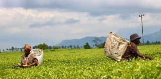Tea Production Falls Sharply, but Malawi Earns More Money Tea Production Falls Sharply, but Malawi Earns More Money