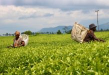 Tea Production Falls Sharply, but Malawi Earns More Money Tea Production Falls Sharply, but Malawi Earns More Money