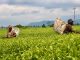 Tea Production Falls Sharply, but Malawi Earns More Money Tea Production Falls Sharply, but Malawi Earns More Money
