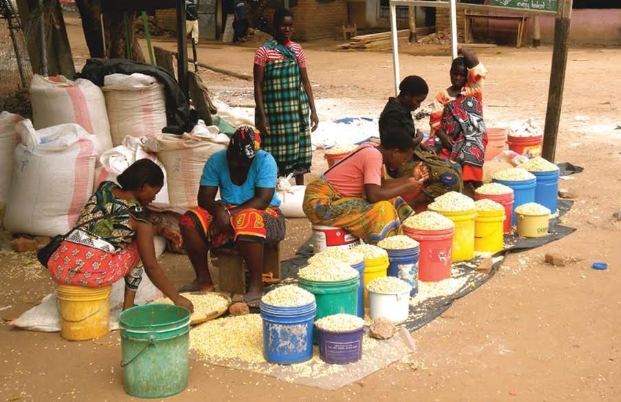 Malawi Exports Maize to Zambia Amid Import Plans Malawi Exports Maize to Zambia Amid Import Plans