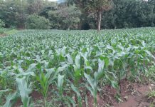 Good Rainfall Patterns Raise Hopes for Better Yields Good Rainfall Patterns Raise Hopes for Better Yields