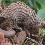 Zim leads Africa in pangolin poaching arrests Zim leads Africa in pangolin poaching arrests