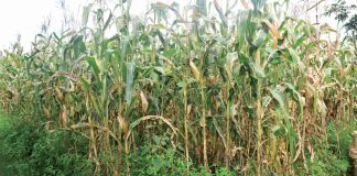 Farmers’ body welcomes budget, cautious on maize concentration Farmers’ body welcomes budget, cautious on maize concentration