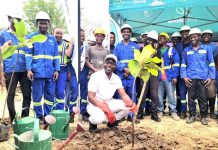 PressCane drives re-greening with tree planting in Chikwawa PressCane drives re-greening with tree planting in Chikwawa