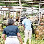 Cattle mean business on the slopes of Zomba Mountain Cattle mean business on the slopes of Zomba Mountain