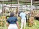 Cattle mean business on the slopes of Zomba Mountain Cattle mean business on the slopes of Zomba Mountain