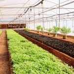 Forex shortage stalls cannabis processing Forex shortage stalls cannabis processing