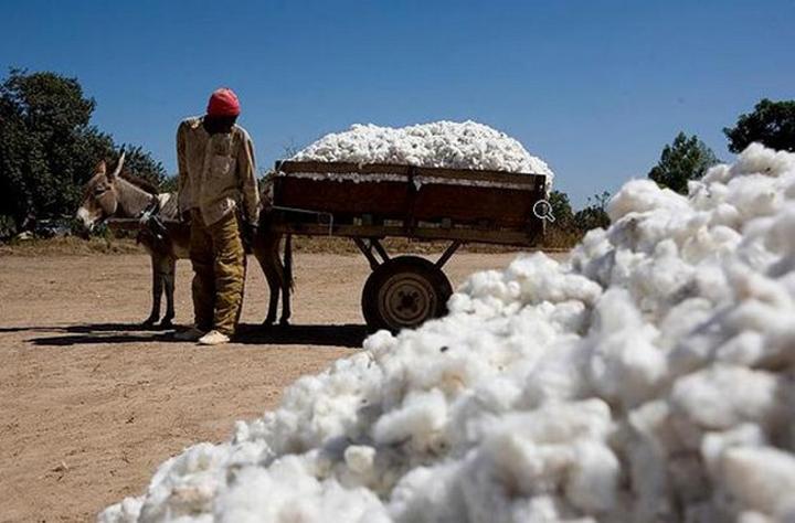 campagne agricole 2021 au Mali : Les cotonculteurs plus que jamais déterminés