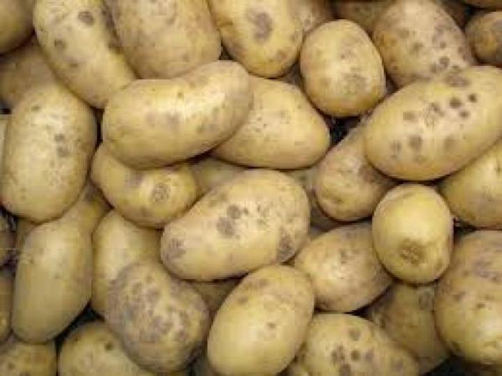 Stratégie nationale de développement de la filière pomme de terre au Mali : Produire 1 million de tonnes d’ici 2026 Stratégie nationale de développement de la filière pomme de terre au Mali : Produire 1 million de tonnes d’ici 2026