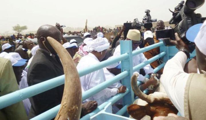 Campagne nationale de vaccination du cheptel 2021-2022 au Mali : – Choguel Kokalla Maïga inocule la première dose de vaccin / – Plus de 67 millions d’animaux sont concernés Campagne nationale de vaccination du cheptel 2021-2022 au Mali : – Choguel Kokalla Maïga inocule la première dose de vaccin / – Plus de 67 millions d’animaux sont concernés