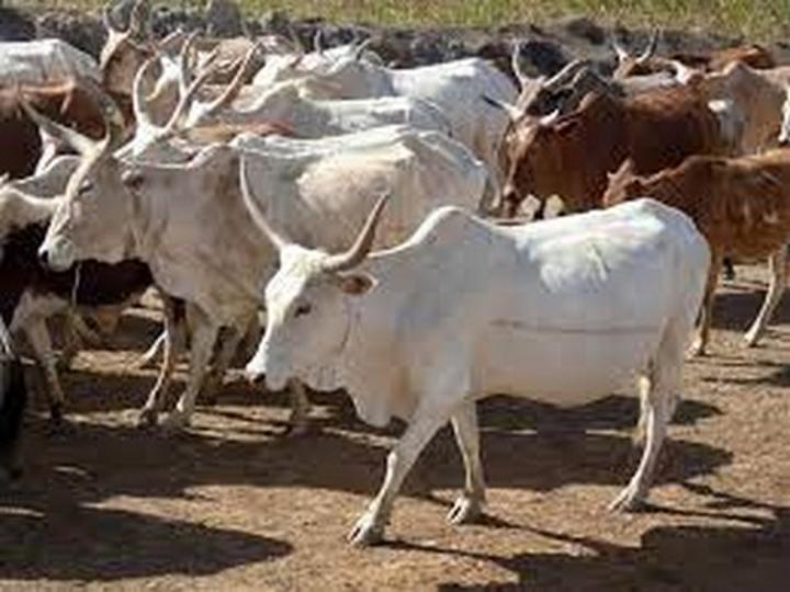 Filière bétail et viande : Quatre fédérations se constituent en confédération pour booster le secteur au Mali Filière bétail et viande : Quatre fédérations se constituent en confédération pour booster le secteur au Mali