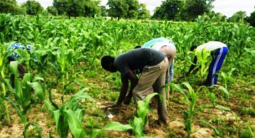 PDAZAM : un triple levier de Sécurité alimentaire et nutritionnelle, de Croissance inclusive et de Protection sociale PDAZAM : un triple levier de Sécurité alimentaire et nutritionnelle, de Croissance inclusive et de Protection sociale