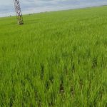 Campagne agricole en zone Office du Niger: Dispositions prises pour l’approvisionnement des producteurs en engrais subventionnés Campagne agricole en zone Office du Niger: Dispositions prises pour l’approvisionnement des producteurs en engrais subventionnés