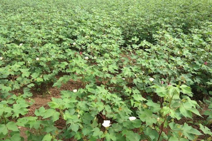 Campagne cotonnière 2022/2023 : Le prix du coton graine premier choix à 285 FCFA/kg, une première au Mali Campagne cotonnière 2022/2023 : Le prix du coton graine premier choix à 285 FCFA/kg, une première au Mali