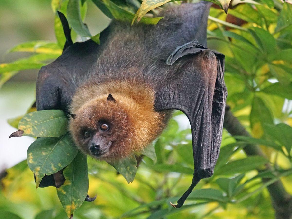 Comment les chauves-souris se sont débarrassées du cancer Comment les chauves-souris se sont débarrassées du cancer