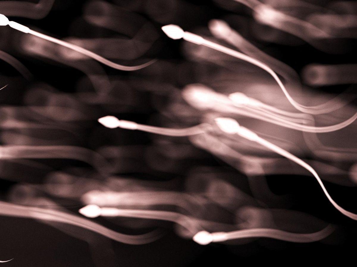 On sait enfin pourquoi nous recevons uniquement l’ADN mitochondrial de nos mères On sait enfin pourquoi nous recevons uniquement l’ADN mitochondrial de nos mères