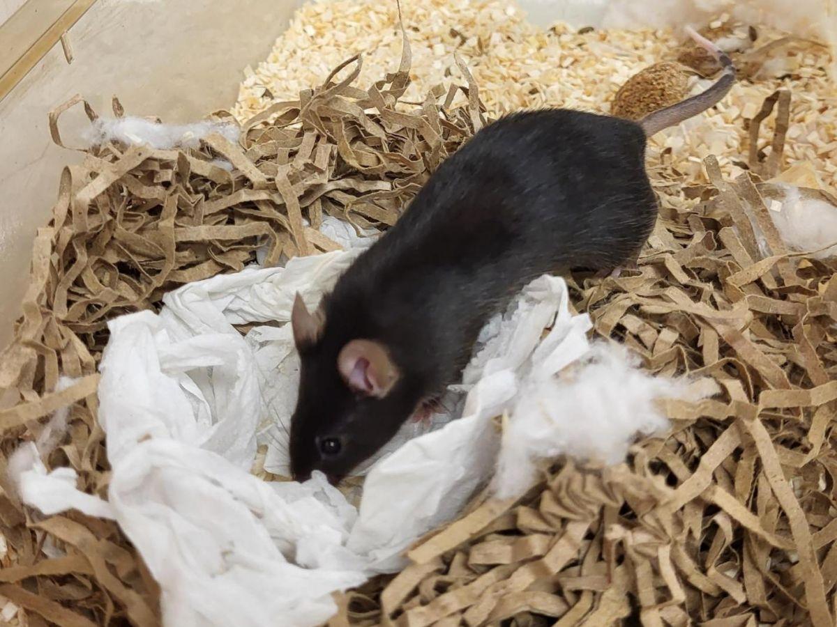 Sommeil : se préparer à aller au lit, un instinct de survie essentiel pour bien dormir Sommeil : se préparer à aller au lit, un instinct de survie essentiel pour bien dormir