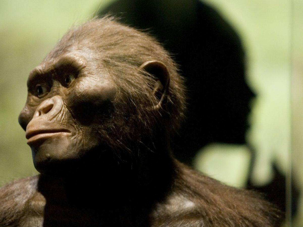 “Regarder nos ancêtres en face” : un généticien raconte l’histoire de l’humanité en photos “Regarder nos ancêtres en face” : un généticien raconte l’histoire de l’humanité en photos