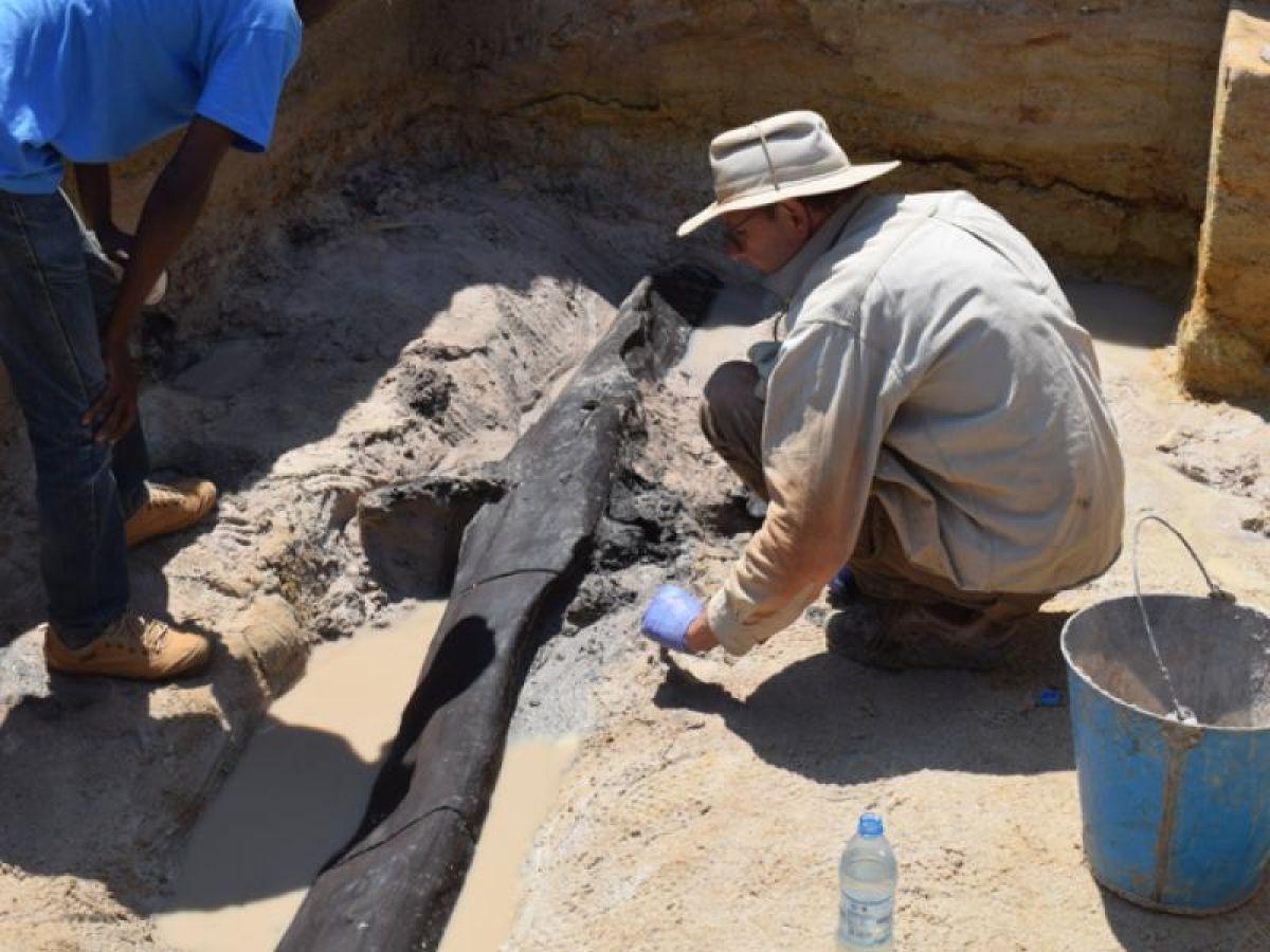 Découverte de la plus ancienne structure en bois : un regard nouveau sur les premiers humains Découverte de la plus ancienne structure en bois : un regard nouveau sur les premiers humains