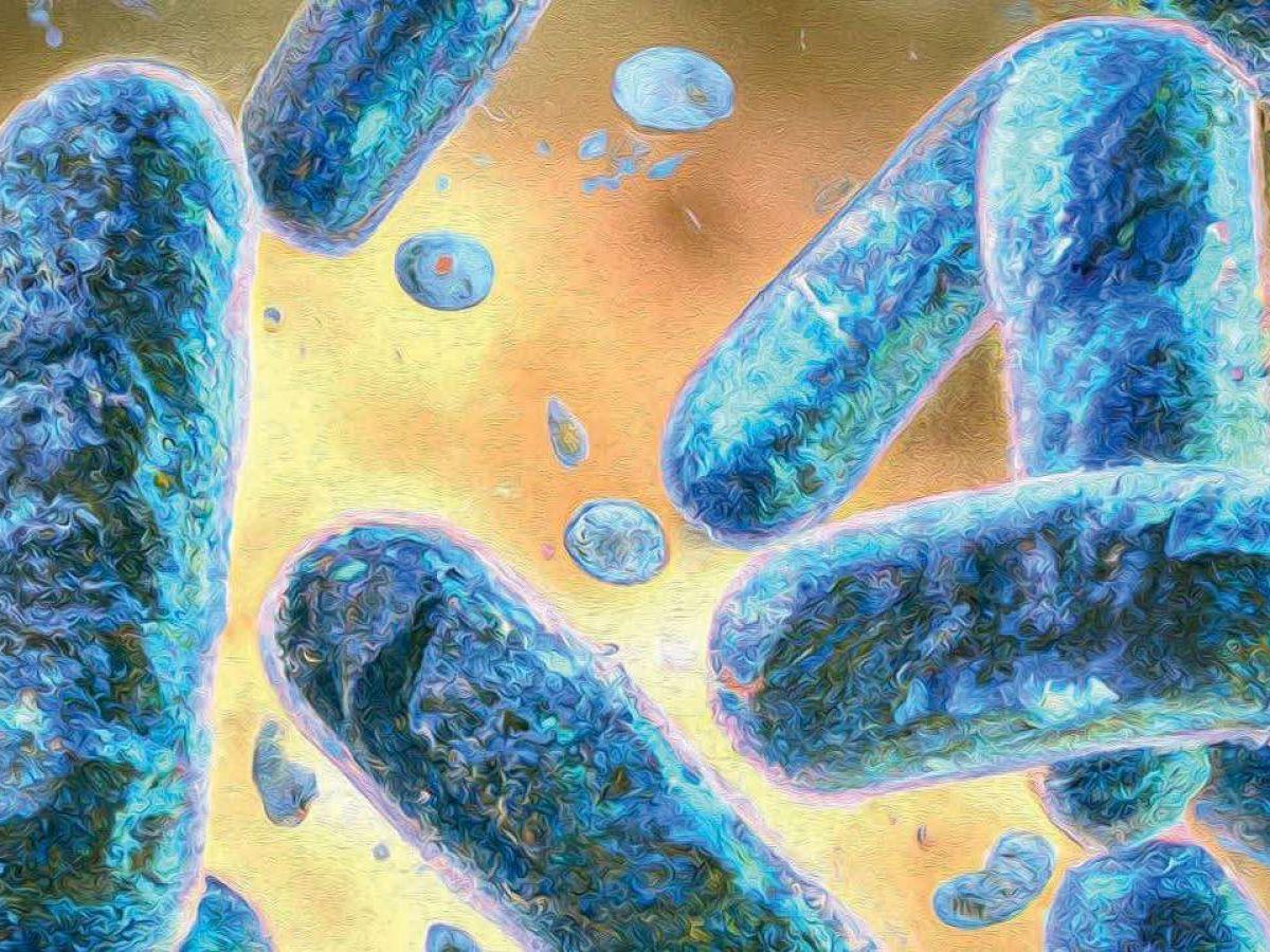 Modifier les bactéries pour en faire des médicaments Modifier les bactéries pour en faire des médicaments