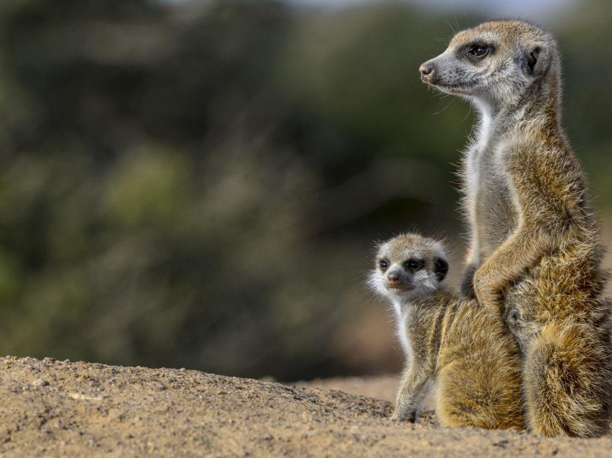 Les suricates sont-ils capables de percevoir nos émotions ? Les suricates sont-ils capables de percevoir nos émotions ?