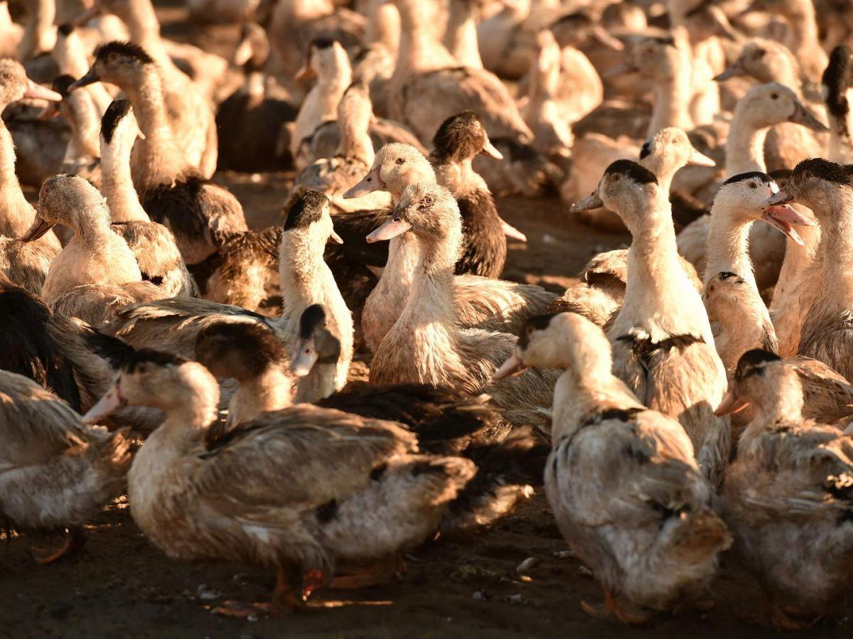 Grippe aviaire : la campagne de vaccination commence Grippe aviaire : la campagne de vaccination commence