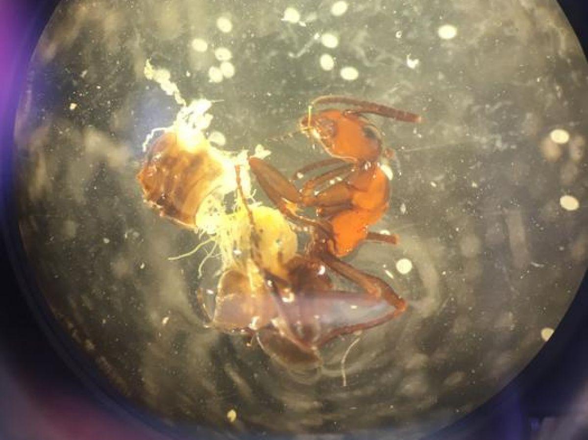 “Fourmis zombies” : découverte de la stratégie fourbe d’un parasite, capable de contrôler l’insecte et de relâcher son emprise “Fourmis zombies” : découverte de la stratégie fourbe d’un parasite, capable de contrôler l’insecte et de relâcher son emprise