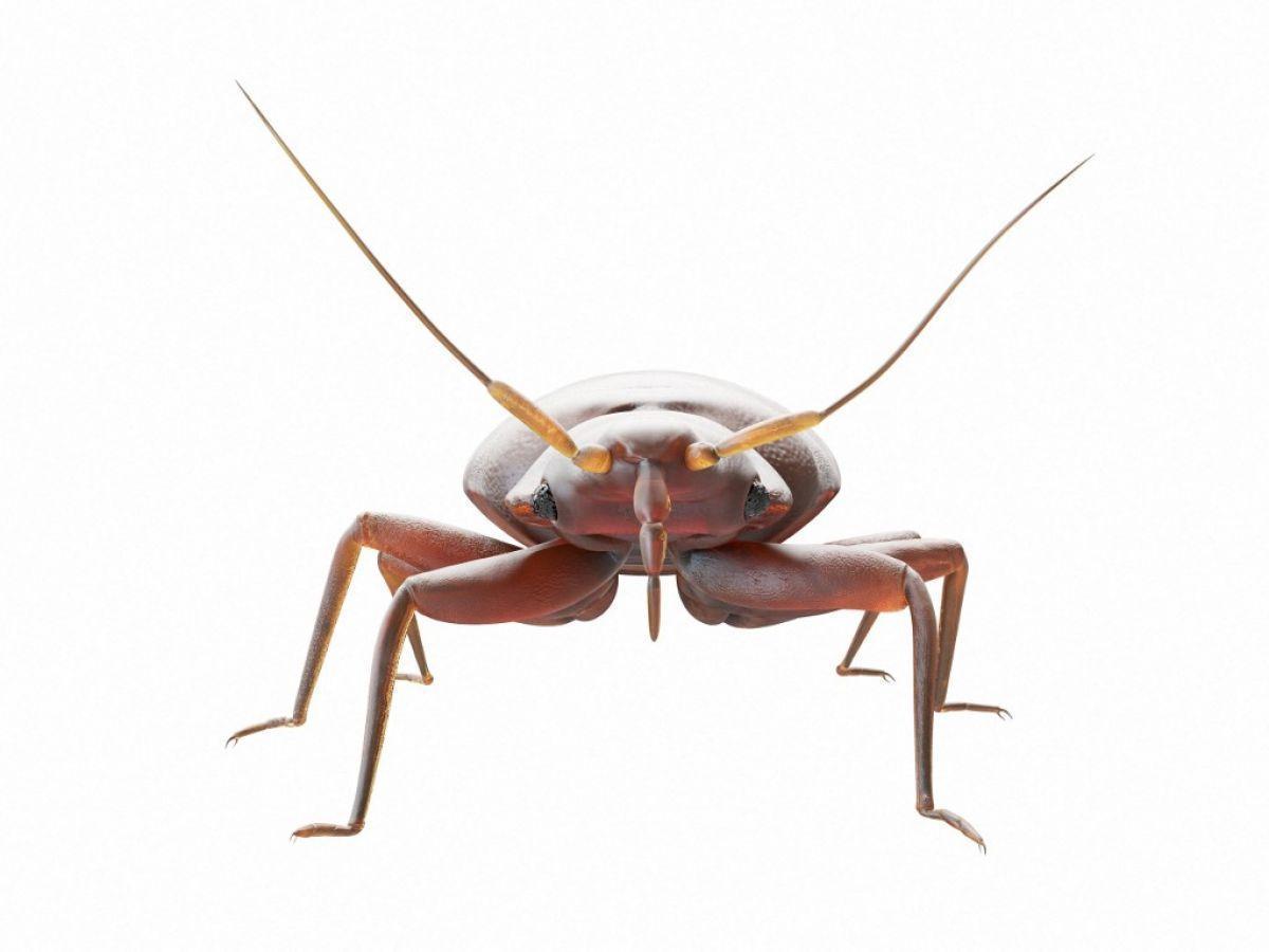 Punaises de lit : face à la recrudescence, l’État contraint de s’en mêler Punaises de lit : face à la recrudescence, l’État contraint de s’en mêler