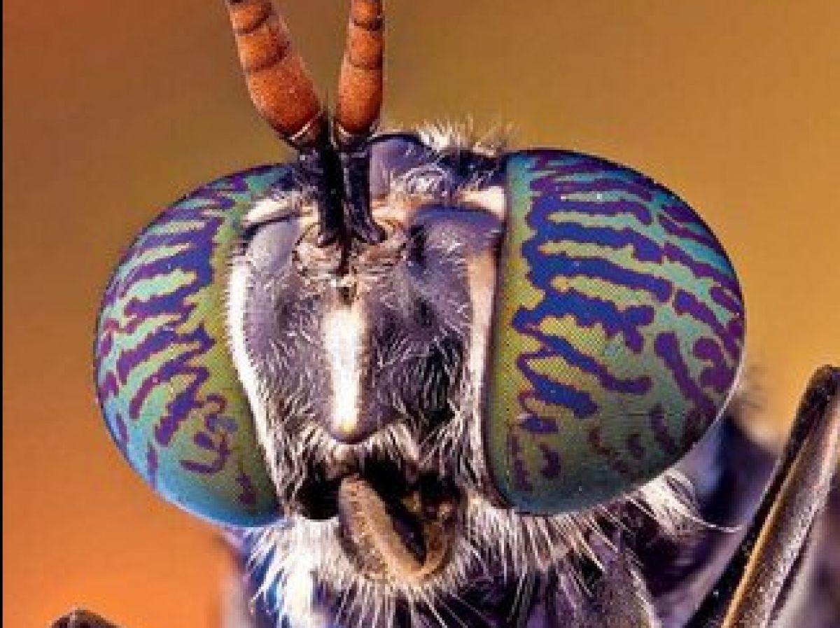 Du plastique biodégradable qui fait mouche Du plastique biodégradable qui fait mouche