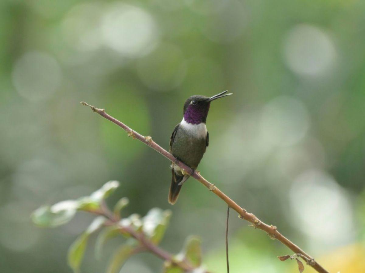Pour apprendre comment se porte la faune, les scientifiques à l’écoute Pour apprendre comment se porte la faune, les scientifiques à l’écoute