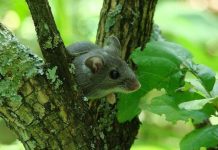 Fuite ou Immobilité: Stratégies dans une Zone Cérébrale Fuite ou Immobilité: Stratégies dans une Zone Cérébrale