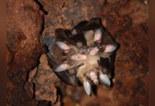 La Plus Grande Chauve-Souris Carnivore Est Affectueuse La Plus Grande Chauve-Souris Carnivore Est Affectueuse