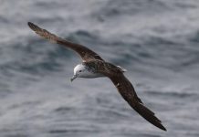 Fientes D’Oiseaux: Puffins et leur Impact ÉCologique Fientes D’Oiseaux: Puffins et leur Impact ÉCologique