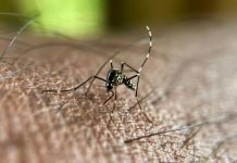 Augmentation des Cas de Chikungunya et Dengue en Métropole Augmentation des Cas de Chikungunya et Dengue en Métropole