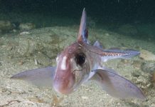 Chimères Développent-V-elles de Vraies Dents sur le Front Chimères Développent-V-elles de Vraies Dents sur le Front