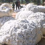 Coton et Or: Perspectives Sombres pour le Budget National Coton et Or: Perspectives Sombres pour le Budget National