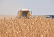 Mali-Russie: Livraisons de Blé et Engrais Coopératifs Mali-Russie: Livraisons de Blé et Engrais Coopératifs