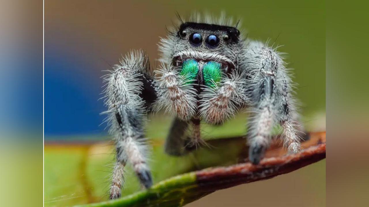 Découverte Intrigante chez les Araignées Sauteuses Découverte Intrigante chez les Araignées Sauteuses