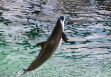 Avenir des Dauphins au Marineland Avenir des Dauphins au Marineland