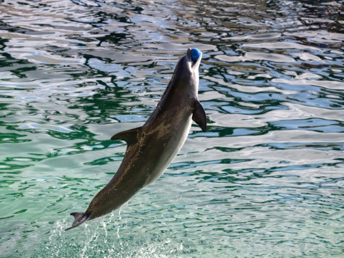 Avenir des Dauphins au Marineland Avenir des Dauphins au Marineland