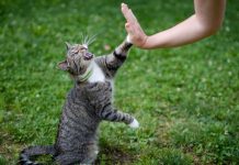 Meilleure Communication avec un Chat Selon une Étude Meilleure Communication avec un Chat Selon une Étude