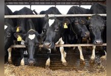 Norvège Suspend L’Usage D’Un Additif Anti-Méthane Norvège Suspend L’Usage D’Un Additif Anti-Méthane