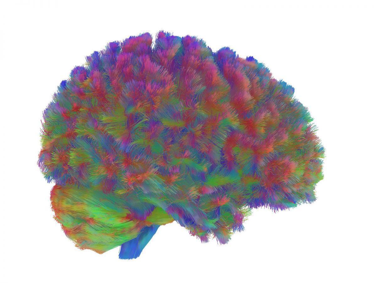 DECOUVERTE. Voici les Cinq Âges Clés de Notre Cerveau DECOUVERTE. Voici les Cinq Âges Clés de Notre Cerveau