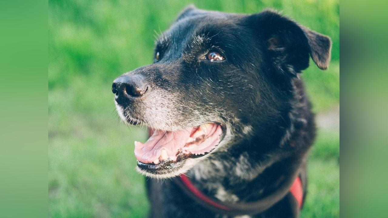 Espérance de Vie des Chiens Selon leur Race Espérance de Vie des Chiens Selon leur Race