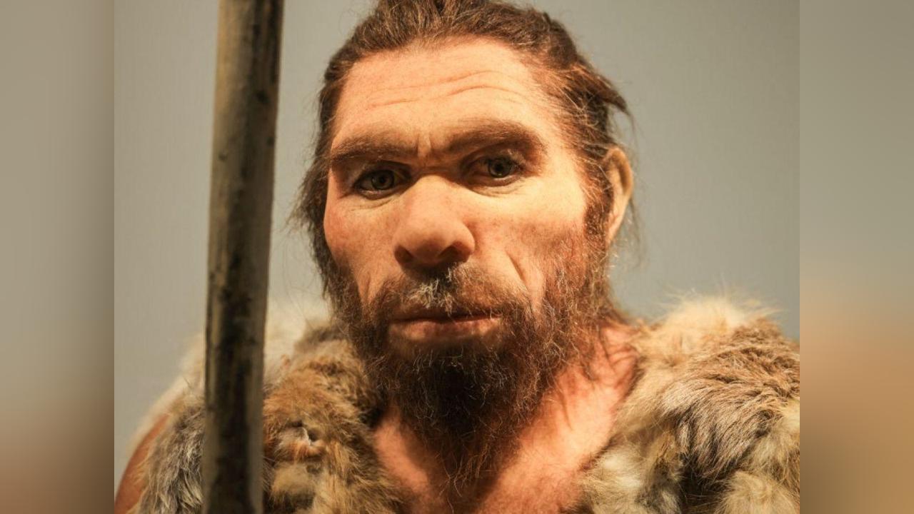 Nez de Néandertal Plus Adapté au Froid que Sapiens Nez de Néandertal Plus Adapté au Froid que Sapiens