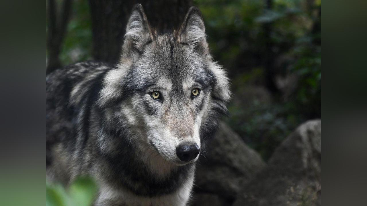 État Annonce Stabilité du Nombre de Loups en France État Annonce Stabilité du Nombre de Loups en France
