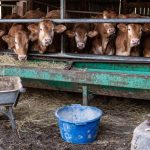 Dermatose Nodulaire Contagieuse: Inquiétude des ÉLeveurs Dermatose Nodulaire Contagieuse: Inquiétude des ÉLeveurs