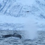 Prélever L’Haleine des Baleines par Drone pour Évaluer Santé Prélever L’Haleine des Baleines par Drone pour Évaluer Santé