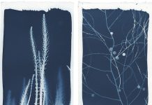 Atlas et Herbier de Camargue sur Plantes Rares Atlas et Herbier de Camargue sur Plantes Rares